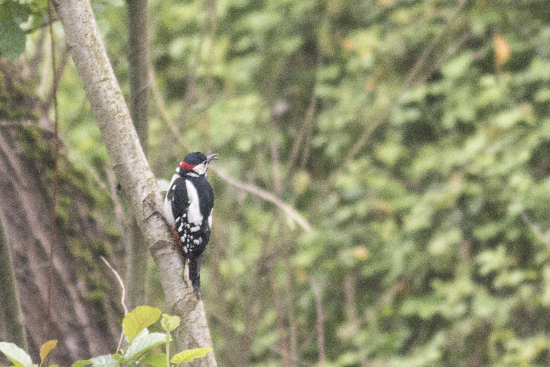 Great Spotted Woodpecker